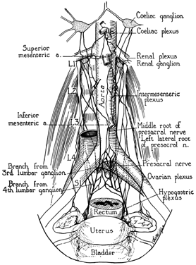 Female Stomach Diagram