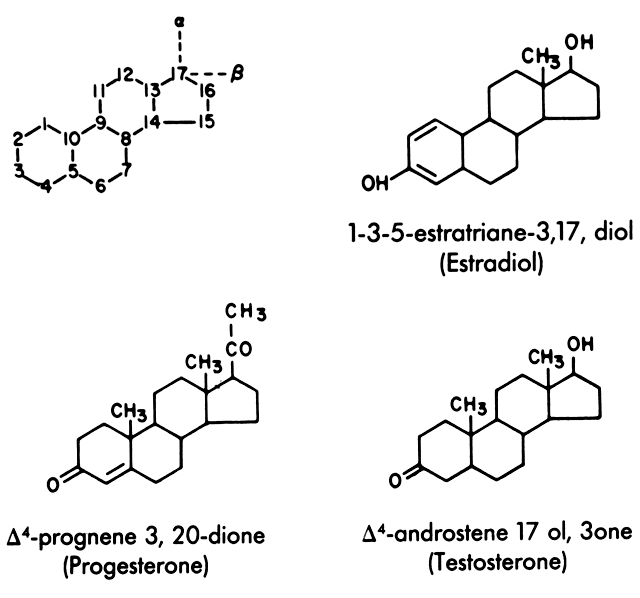 Basic structure of estrogen, progesterone, and testosterone.