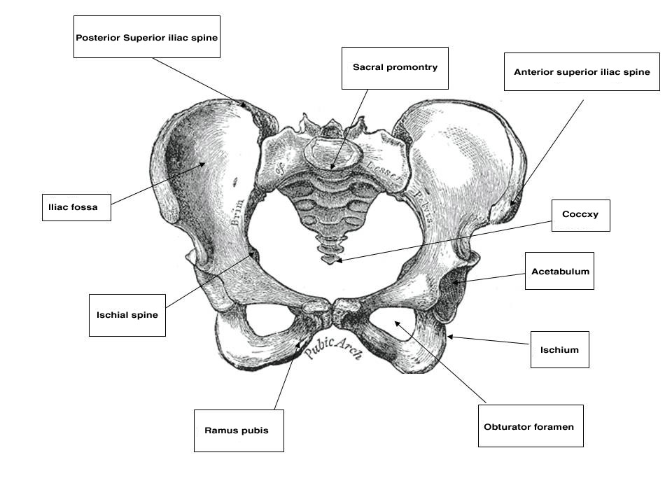 Finally, in the pubic bone there are the symphysis pubis, the pubic ramus 