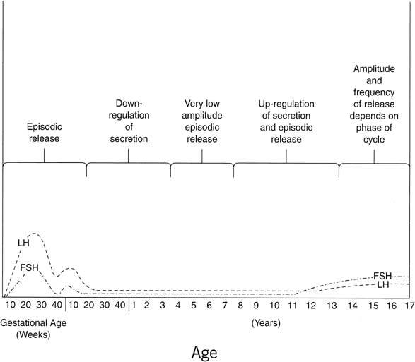 Boy Puberty Stages Chart