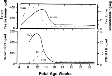 Estrogen Levels In Early Pregnancy Chart