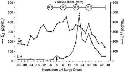 Estrogen And Lh Surge Chart