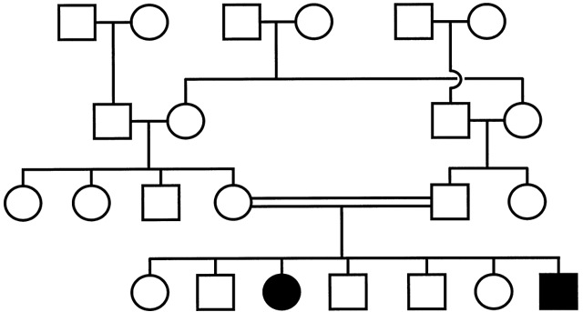 In Pedigree Charts Autosomal Recessive Disorders Typically