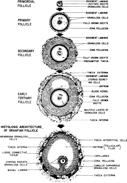 Age and Reproduction | GLOWM