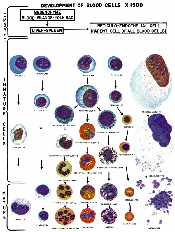 Leukocyte Chart